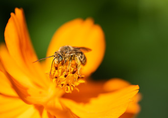 A male Long-horned Bee (Melissodes) feeding on nectar from an orange cosmos flower, with a green background