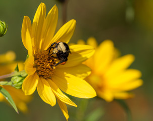 Yellow-faced Bumble Bee (Bombus vosnesenskii) gathering pollen and nectar from a wild sunflower (Helianthus nuttallii)