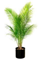 Majesty Palm Isolated on White - 283840888