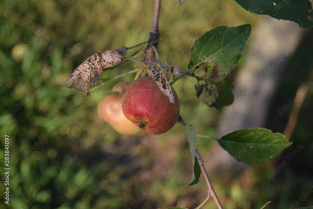 Sticker fresh apples