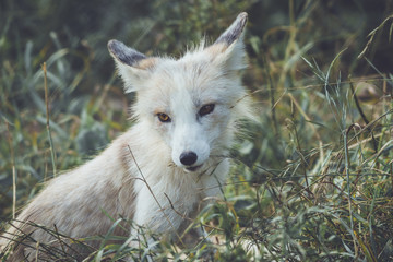 Young Fox (Vulpes) with white fur and gold eyes in grass