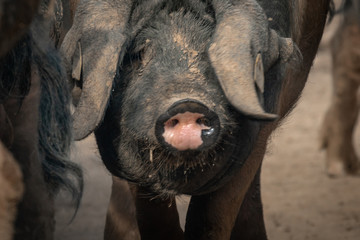 Fototapeta premium portrait of dirty cute pig eating with big ears covering his head, looking sad