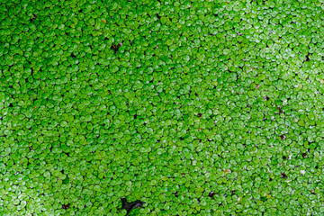 Mosquito fern,  Water fern pattern duck weed texture background.