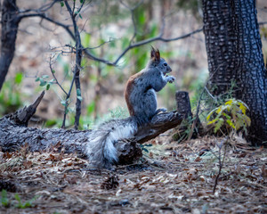 An Abert's squirrel perches on a dead limb eating a nut.