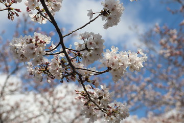 japanese cherry [Sakura]