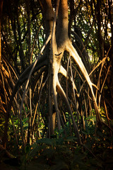 Naklejka premium Closeup of mangrove roots beautiful and mysterious