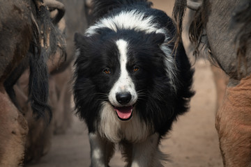 dog shepherd taking care of livestock pigs in farmland