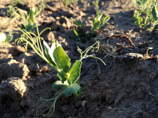 Peas plantation. Spanish countryside. Farming industry. Legumes, young plants growing healthy under the sun's rays.  Plant in full expansion, transformation and growth.
