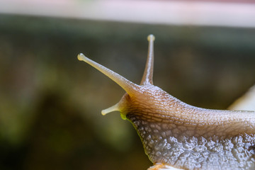 Big snail in shell crawling on road, summer day in garden, A common garden snail climbing on a stump, edible snail or escargot, is a species of large, edible, air-breathing land.
