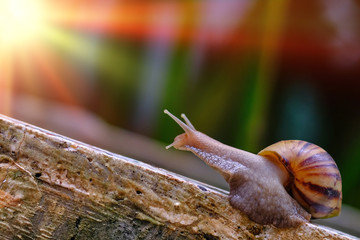 Big snail in shell crawling on road, summer day in garden, A common garden snail climbing on a stump, edible snail or escargot, is a species of large, edible, air-breathing land.