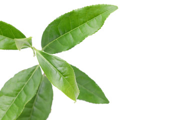 Obraz premium お茶の葉