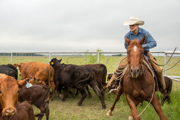 Cowboy Sorting Cattle
