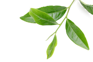 お茶の葉