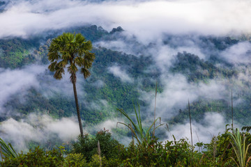 Landscape sea of mist on high mountain in  Phitsanulok province, Thailand.