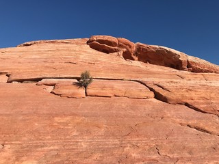 Little tree on the red rock