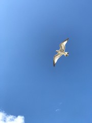 Fototapeta premium Seagull on the blue sky