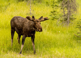Young Bull Moose