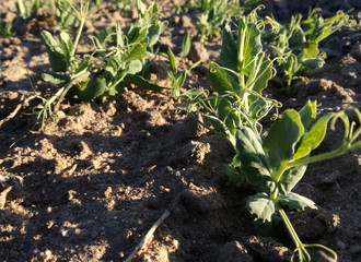 The Sunset in the pea plantation. Legumes. Young plants growing healthy under the sun's rays. Planting of the pea seeds. Spanish countryside. Outdoor. Farming industry. Brown and green. 