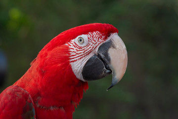 Closeup red and green macaw