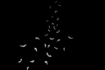 abstract white feathers falling down in the air, black background