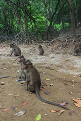Wild rhesus monkey in Can Gio Island, Vietnam
