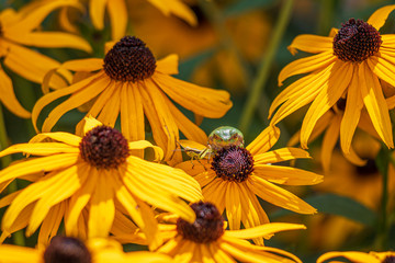 Frog hiding in black-eyed Susans