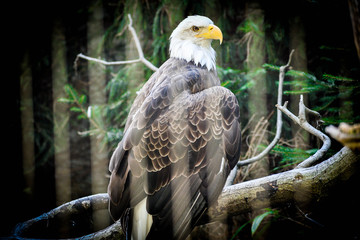 Eagle View