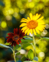Black Velvet Sunflower