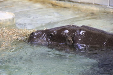 Fototapeta premium 少しだけ水面から顔を出すカバ