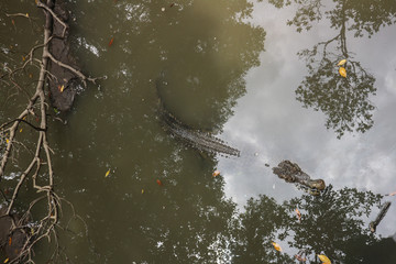 Large alligators in mangrove swamp on Can Gio Island, Vietnam