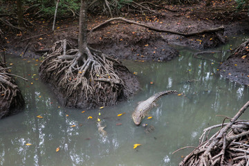 Large alligators in mangrove swamp on Can Gio Island, Vietnam
