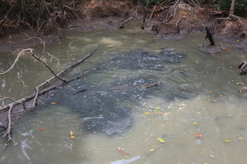 Large alligators in mangrove swamp on Can Gio Island, Vietnam