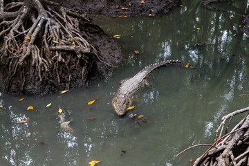 Large alligators in mangrove swamp on Can Gio Island, Vietnam