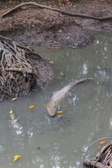 Large alligators in mangrove swamp on Can Gio Island, Vietnam