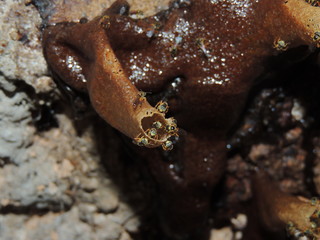 abelhas
