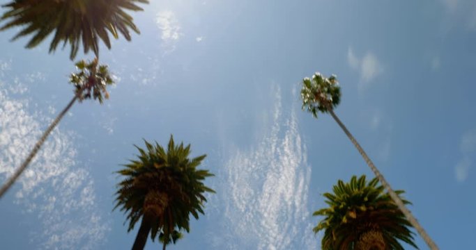 Low Angle Shot Of Beverly Hills Palm Trees In California
