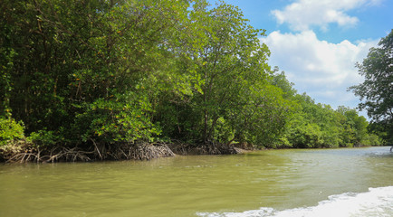 Mangrove forest in Can Gio Island Vietnam