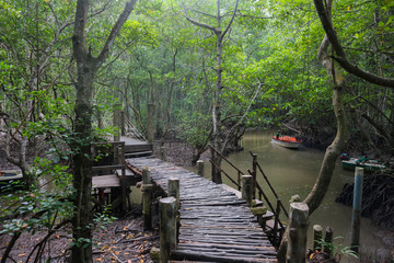 wooden bridge in Mangrove forest in Can Gio Island Vietnam
