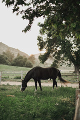 Horse on the ranch