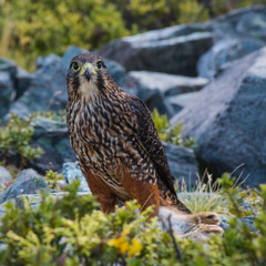 hawk in flight