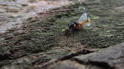 Ant grabbing another insect