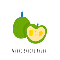 White sapote fruit illustration