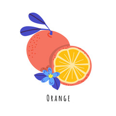 Orange fruit flat vector illustration
