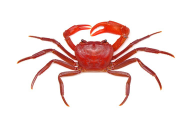 Red land crab (Phricotelphusa limula)(Male) isolated on white background. It's also known as waterfalls crab. One of world most beautiful fresh water crabs, native only in Phuket island, Thailand.