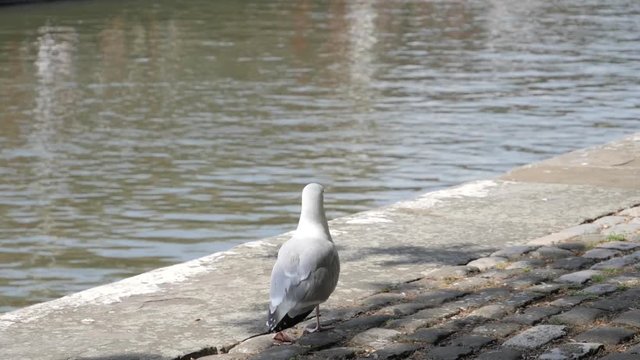 A seagull waiting in the wings for food dropped by locals