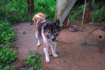 Thai dog Bangkaew