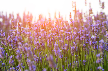 Beautiful lavender flowers on the field against the backdrop of a bright sunset.
