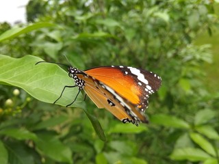 butterfly on flower