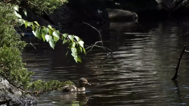 ducks swimming around a pond dunking their heads in