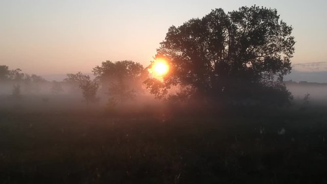 4 drone flying to the sun through the trees and morning fog 3